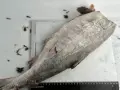 Кета с/м ПБГ 1/20,0 (2*10,0) Тахтоямск