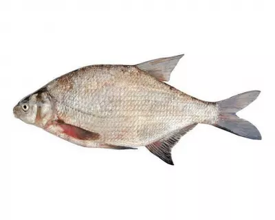 Лещ с/мор.крупный