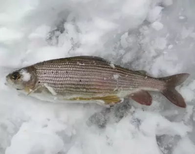 Хариус слабосоленый потр. вес