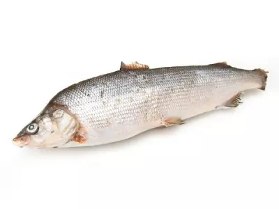 Муксун с/м 0,8-1,2 вес.